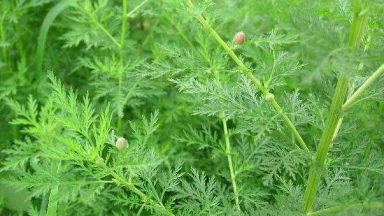 Cây Thanh hao. Artemisia apiacea Hance ex Walp. - Cây Thuốc Nam Quanh Ta